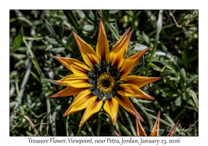2026-01-23#4081 Flower, Viewpoint, near Petra, Jordan