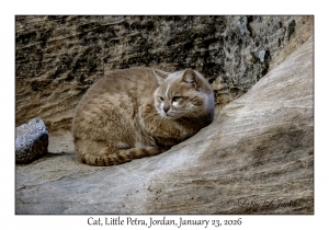 2026-01-23#4108 Cat, Little Petra, Petra, Jordan