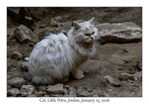 2026-01-23#4119 Cat, Little Petra, Petra, Jordan