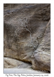 2026-01-24#4169 Ficus carica - Fig Tree, The Sig, Petra, Jordan