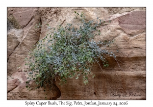 2026-01-24#4173 Capparis spinosa - Spiny Caper Bush, The Sig, Petra, Jordan