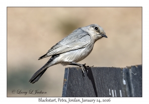 2026-01-24#4260 Oenanthe melanura - Blackstart, Petra, Jordan