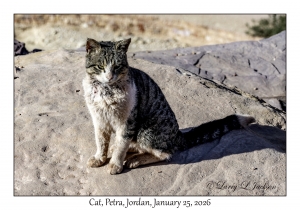 2026-01-25#4360 Cat, Petra, Jordan