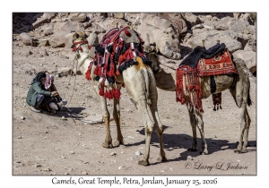 2026-01-25#4412 Camels, Petra, Jordan