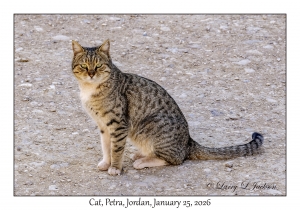 2026-01-25#4414 Cat, Petra, Jordan
