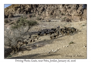 2026-01-26#4493 Driving Photo, Goat, near Petra, Jordan