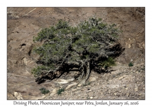 2026-01-26#4499 Driving Photo, Juniperus phoenicea - Phoenicean Juniper, near Petra, Jordan