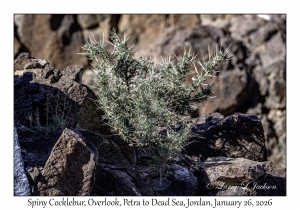 2026-01-26#4525 Xanthium spinosum - Spiny Cocklebur, Overlook, Petra to Dead Sea, Jordan