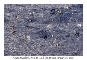 2026-01-26#4538 Goat, Overlook, Petra to Dead Sea, Jordan