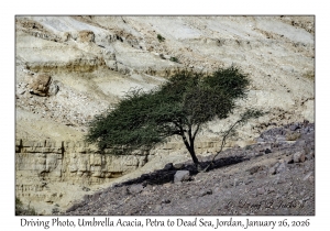 2026-01-26#4570 Driving Photo, Vachellia tortilis - Umbrella Acacia, Petra to Dead Sea, Jordan