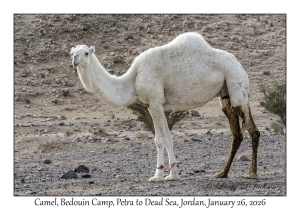 2026-01-26#4577 Camel, Bedouin Camp, Petra to Dead Sea, Jordan