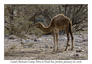 2026-01-26#4580 Camel, Bedouin Camp, Petra to Dead Sea, Jordan