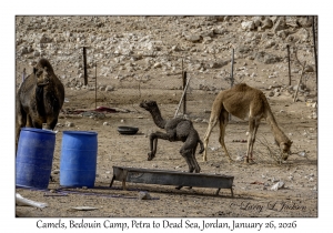 2026-01-26#4581 Camel, Bedouin Camp, Petra to Dead Sea, Jordan