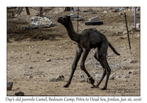2026-01-26#4583 Camel, Bedouin Camp, Petra to Dead Sea, Jordan