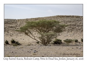 2026-01-26#4611 Vachellia pachyceras - Gray-haired Acacia, Bedouin Camp, Petra to Dead Sea, Jordan