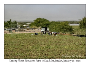 2026-01-26#4638 Driving Photo, Tomatoes, Petra to Dead Sea, Jordan