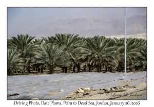 2026-01-26#4640 Driving Photo, Phoenix dactylifera - Date Palms, Petra to Dead Sea, Jordan
