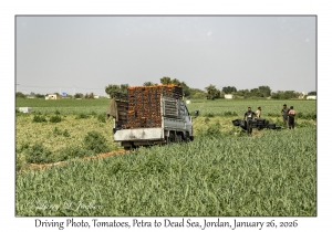 2026-01-26#4653 Driving Photo, Tomatoes, Petra to Dead Sea, Jordan