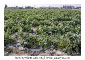 2026-01-26#4658 Solanum melongena - Purple Eggplant, Ghor es-Safi, Jordan