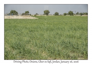 2026-01-26#4668 Driving Photo, Onions, Ghor es-Safi, Jordan