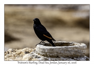 2026-01-26#4708 Onychognathus tristramii - Tristram's Starling, Dead Sea, Jordan