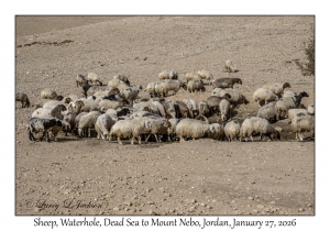 2026-01-27#4797 Sheep, Waterhole, Dead Sea to Mt Nebo, Jordan