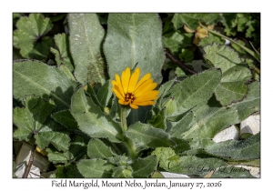 2026-01-27#4822 Calendula arvensis - Field Marigold, Mt Nebo, Jordan