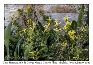 2026-01-27#4842 Tecomaria capensis - Cape Honeysuckle, St George Mosaic Church Plaza, Madaba, Jordan