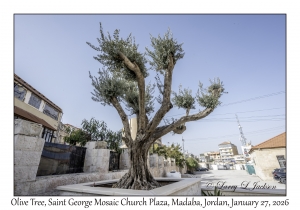 2026-01-27#6162 Olea europaea - Olive Tree, St George Mosaic Church Plaza, Madaba, Jordan