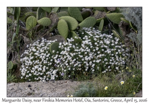 Marguerite Daisy