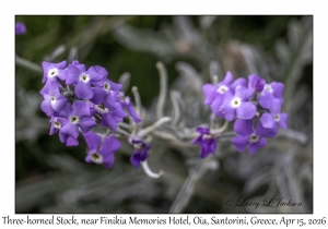Three-horned Stock