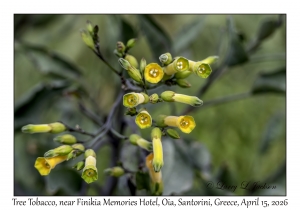 Tree Tobacco