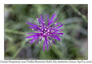 Greater Knapweed