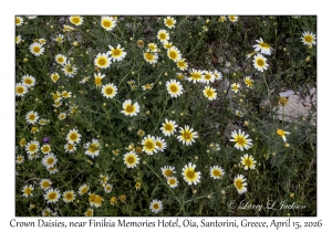 Crown Daisies