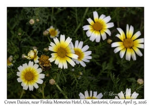 Crown Daisies