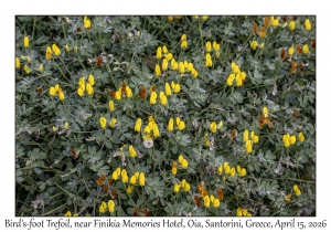 Bird's-foot Trefoil