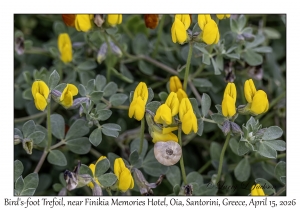 Bird's-foot Trefoil