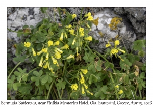 Bermuda Buttercup