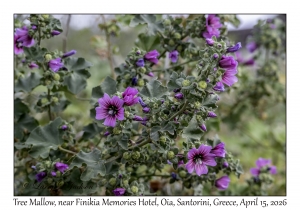 Tree Mallow