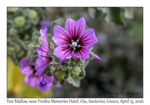 Tree Mallow
