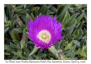 Ice Plant