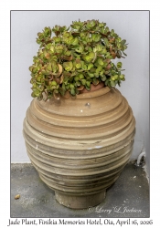 Jade Plant