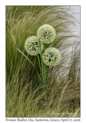 Persian Shallot