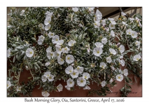 Bush Morning Glory