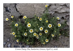 Crown Daisies