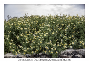 2026-04-17#4976 Glebionis coronaria - Crown Daisy, Santorini, Oia, Greece
