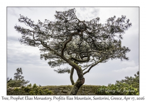 2026-04-17#4984 Tree, Prophet Elias Monastery, Profitis Ilias Mtn, Santorini, Greece