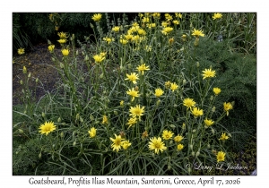 2026-04-17#4990 Tragopogon pratensis - Goatsbeard, Profitis Ilias Mtn, Santorini, Greece