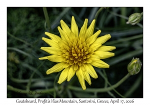 2026-04-17#4991 Tragopogon pratensis - Goatsbeard, Profitis Ilias Mtn, Santorini, Greece
