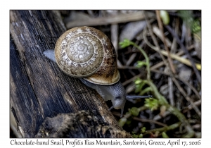 2026-04-17#4994 Eobania vermiculata - Chocolate-band Snail, Profitis Ilias Mtn, Santorini, Greece